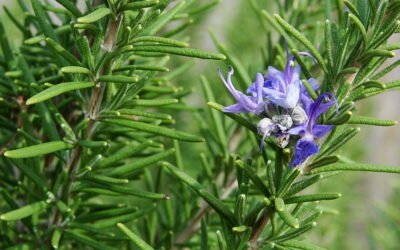 Rosemary and grapefruit extract shows beauty benefits say research rosemary